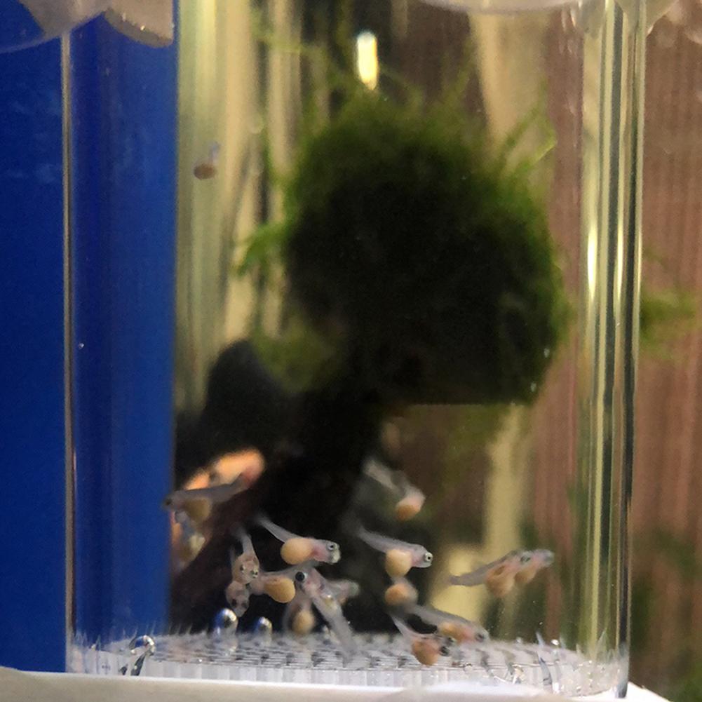 Incubadora de 40 mm para Huevo - Marine Aquarium Kit reseña y precio