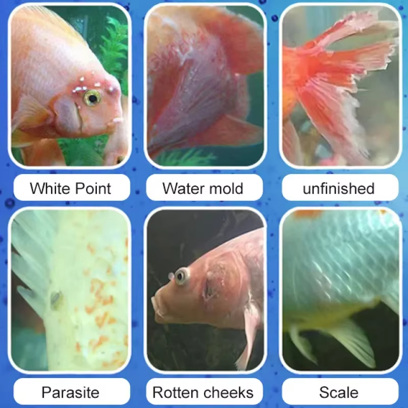 Tratamiento de enfermedades de - Marine Aquarium Bacteria reseña y precio