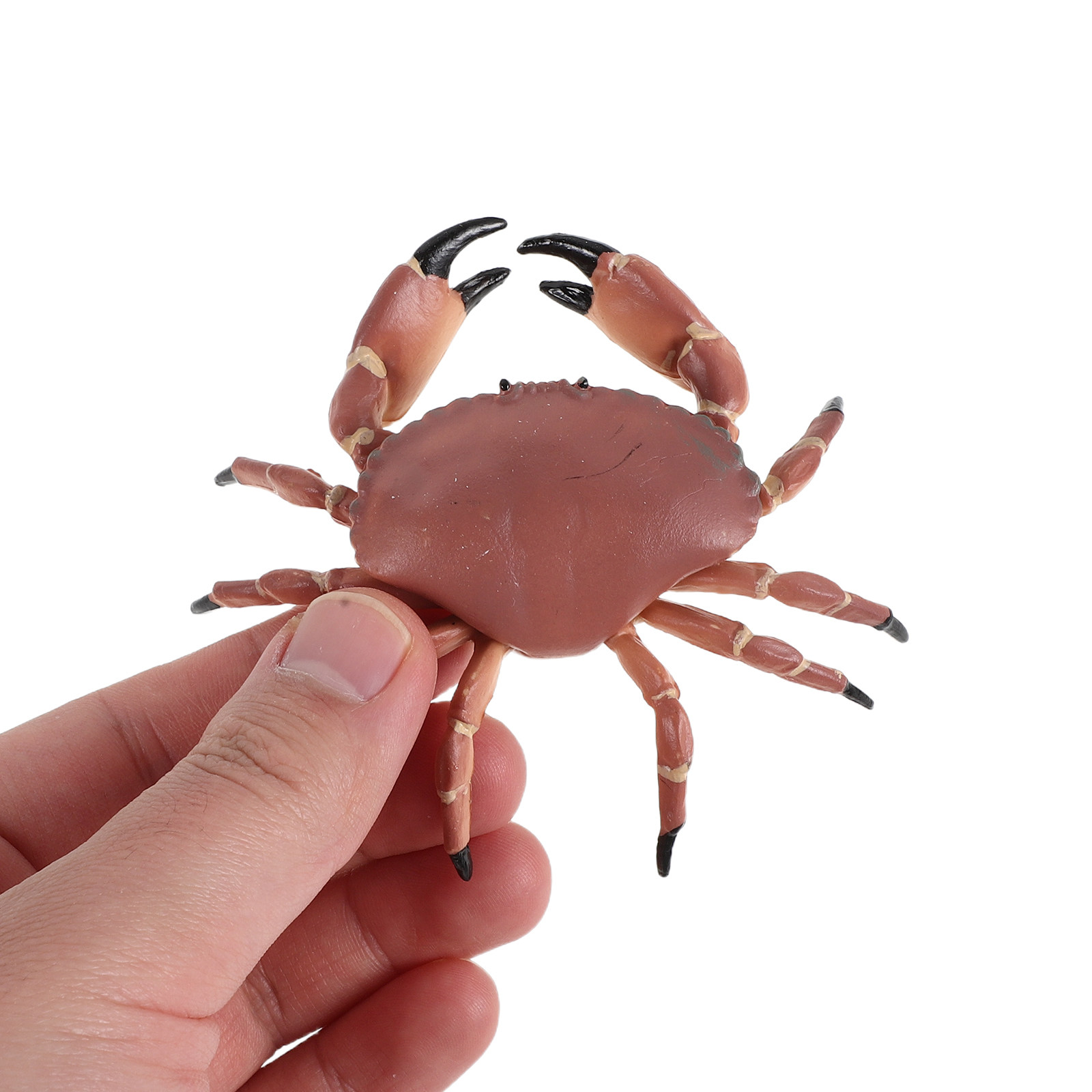 3 Figuras de Cangrejo Realista - Marine Aquarium Europe reseña y precio